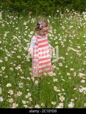 Petite fille debout dans le domaine des marguerites de chien, fille pré-scolaire marchant dans le champ de Marguerite d'oeil, fille de 4 ans dans le domaine des grandes marguerites Banque D'Images