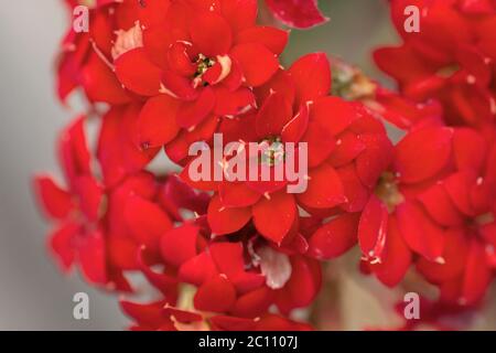 Fleurs rouge Banque D'Images