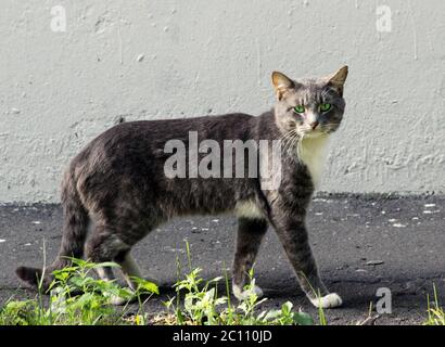 Nice single homeless cat gris avec des yeux verts pose à l'extérieur Banque D'Images