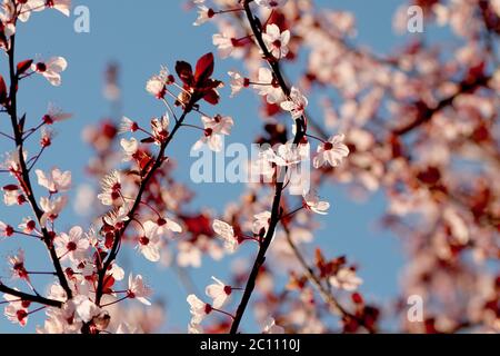 Détail de prunus cerasifera nigra ou de cerisier noir prune arbre printemps fleurs fleurir Banque D'Images