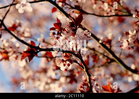 Détail de prunus cerasifera ou de fleurs de prunier de cerise noire Banque D'Images