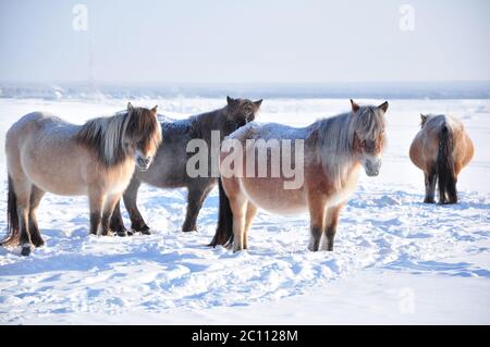 Chevaux yakutiens qui bissent dans la ferme d'hiver près du village d'Oymyakon. Race de cheval originaire de la République Sakha de Sibérie Banque D'Images