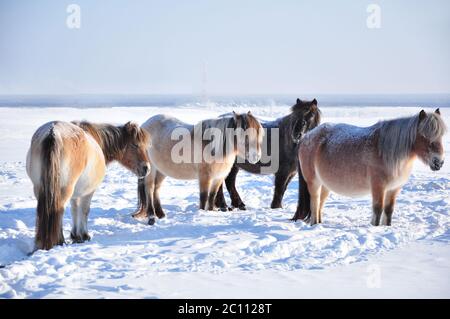 Chevaux yakutiens qui bissent dans la ferme d'hiver près du village d'Oymyakon. Race de cheval originaire de la République Sakha de Sibérie Banque D'Images