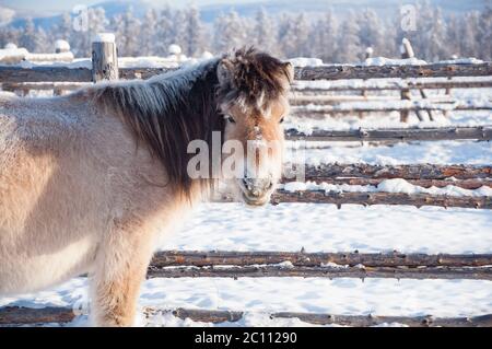 Portrait de chevaux yakutiens couverts de neige dans le village d'Oymyakon. Race de cheval originaire de la République Sakha de Sibérie Banque D'Images