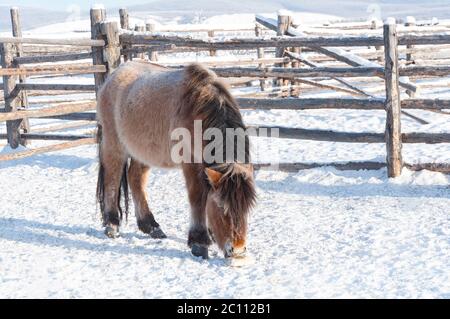 Le cheval yakutien paître dans la ferme d'hiver près du village d'Oymyakon. Race de cheval originaire de la République Sakha de Sibérie Banque D'Images