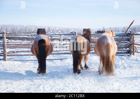 Chevaux yakutiens qui bissent dans la ferme d'hiver près du village d'Oymyakon. Race de cheval originaire de la République Sakha de Sibérie Banque D'Images