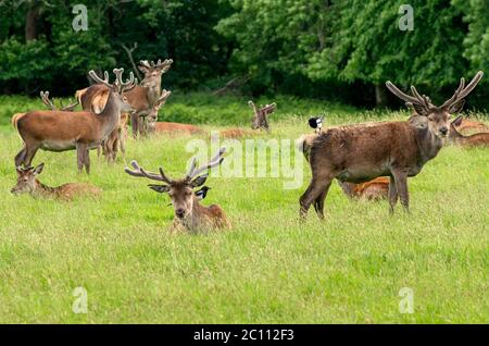 Troupeau de cerfs de Red Deer ou de Cervus elaphus avec des bois de velours reposant sur la prairie au début de l'été dans le parc national de Killarney, comté de Kerry, Irlande Banque D'Images