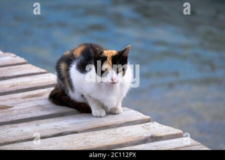 Le chat multicolore mignon est assis sur UN quai en bois sur la mer Banque D'Images