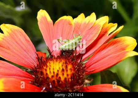 Red Helenium flower close-up avec une sauterelle assis sur elle Banque D'Images