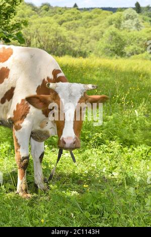 Portrait de vaches rurales paissant sur un pré vert, gros plan Banque D'Images