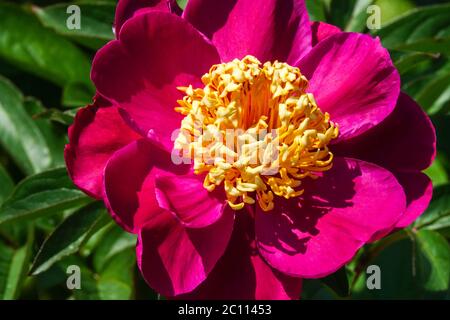 Peony O-Sho-Kun Banque D'Images