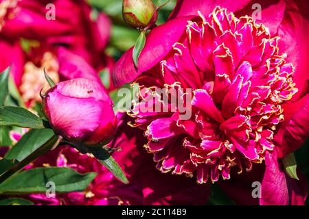 Beauté du Nippon de pivoine Banque D'Images