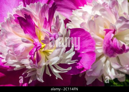Peony gay Paree pivoines en gros plan Banque D'Images