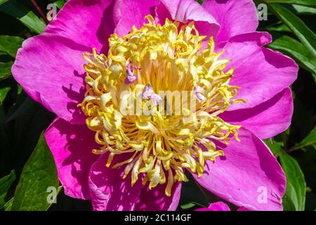 Peony Alstead Banque D'Images