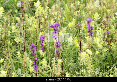 Prairie de cloches pourpres et jaunes Campanula Galeobdoline lutéum sur fond vert herbe Banque D'Images