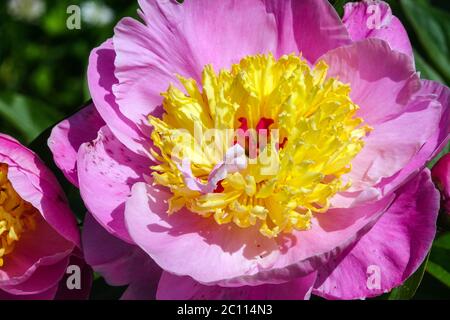 Peony Gleam de fleurs violet clair Paeonia lactiflora Banque D'Images