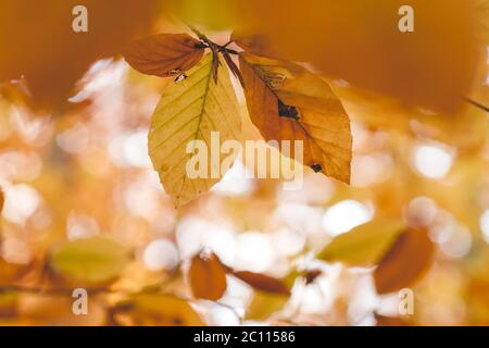 Détail de fagus sylvatica ou de hêtre feuillage décidus de couleur automnale Banque D'Images
