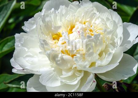 Tête de pivoine blanche 'Ann cousins' Banque D'Images