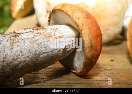 Champignons sauvages sur la table Banque D'Images