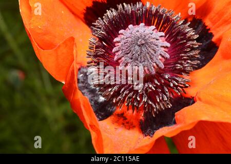 Rouge Coquelicot, étamines et pistils, macro Banque D'Images