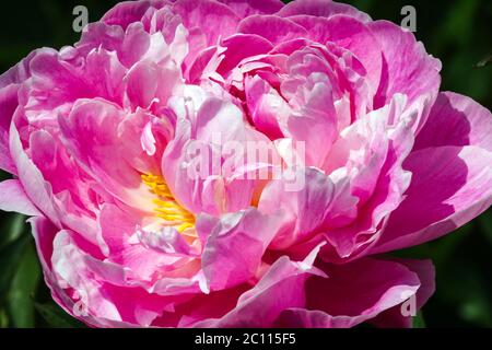 Peony souvenir de Louis Bigot Banque D'Images