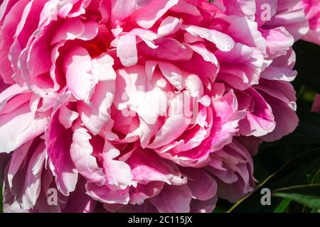 Peony souvenir de Louis Bigot Banque D'Images