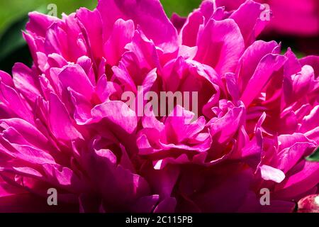 Peony est meilleur Banque D'Images