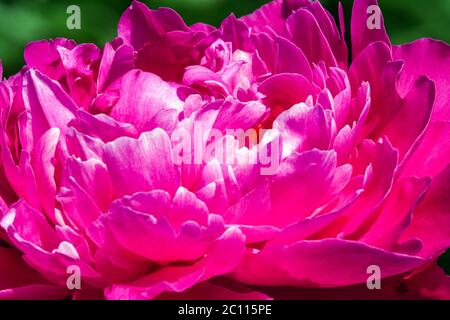 peony est meilleur Banque D'Images