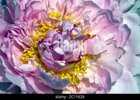 Saumon pivoine gros plan pivoines fleurs gros plan pétales crémeux Banque D'Images