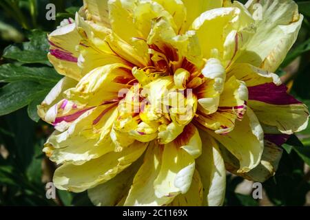 Pivoine Lollipop Banque D'Images