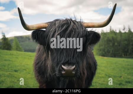 Vache des Highlands dans la campagne écossaise Banque D'Images