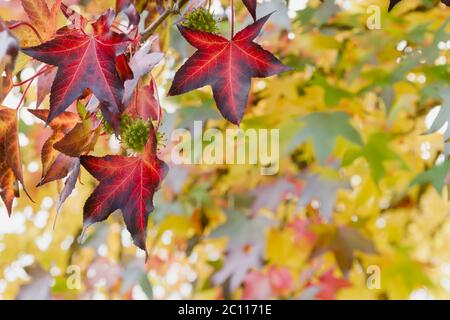 Feuillage automnal de l'arbre de Liquidambar Banque D'Images