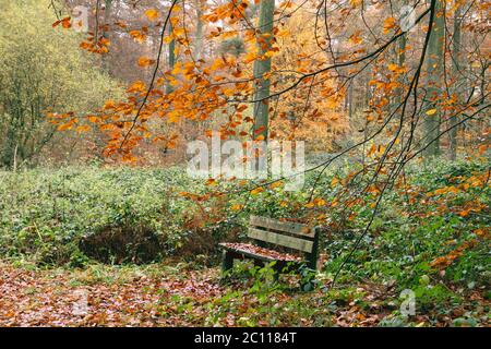 Banc en bois d'automne Banque D'Images