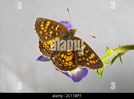 Portrait du côté dorsal d'un papillon de champ en croissant, Phyciodes pulchella, à la recherche de nectar sur une fleur sauvage dans les montagnes de l'Oregon Cascade Banque D'Images