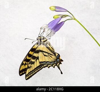 Portrait d'un papillon de queue de tigre occidental, Papilio rutulus, recherche le nectar sur une fleur sauvage de montagne le long de la rivière Metolius dans le centre de l'Oregon. Banque D'Images