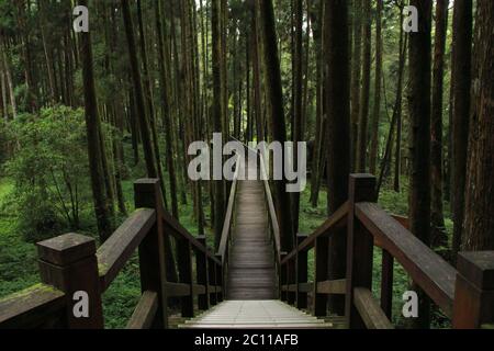 Magnifique sentier pédestre avec forêt de pins.aire de loisirs de la forêt nationale d'Alishan dans le comté de Chiayi, canton d'Alishan, Taïwan Banque D'Images