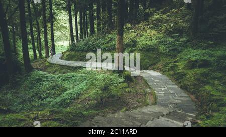 Longue rue dans la forêt verte - zone de loisirs de la forêt nationale d'Alishan dans le comté de Chiayi, canton d'Alishan, Taïwan Banque D'Images