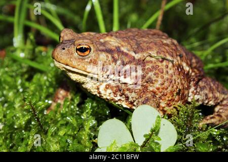 Crapaud ordinaire, assise sur des mousses vertes dans la forêt en été, Russie Banque D'Images