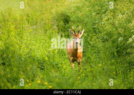 Cerf de Virginie (Capranolus capranolus), également connu sous le nom de cerf de Virginie de l'Ouest dans la réserve naturelle des zones humides de Seaton, Devon Banque D'Images