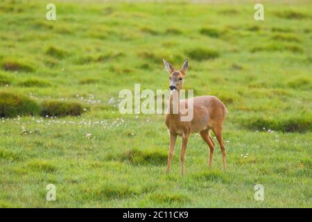 Cerf de Virginie (Capranolus capranolus), également connu sous le nom de cerf de Virginie de l'Ouest dans la réserve naturelle des zones humides de Seaton, Devon Banque D'Images