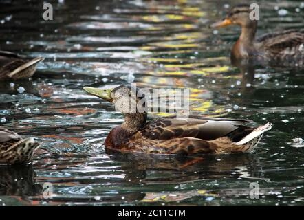 Canards Anas platyrhynchos, qui vont nourrir le pain flottant dans le parc Gatchina de White Lake. Banque D'Images