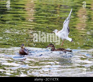 Canards Anas platyrhynchos, qui vont nourrir le pain flottant dans le parc Gatchina de White Lake. Banque D'Images