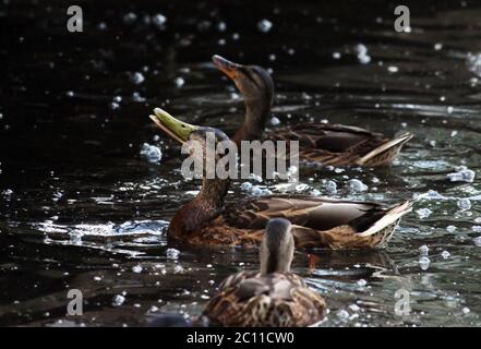 Canards Anas platyrhynchos, qui vont nourrir le pain flottant dans le parc Gatchina de White Lake. Banque D'Images