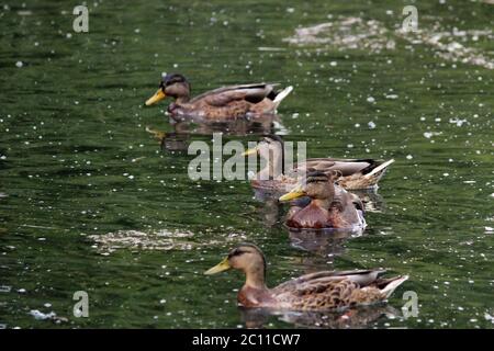 Canards Anas platyrhynchos, qui vont nourrir le pain flottant dans le parc Gatchina de White Lake. Banque D'Images