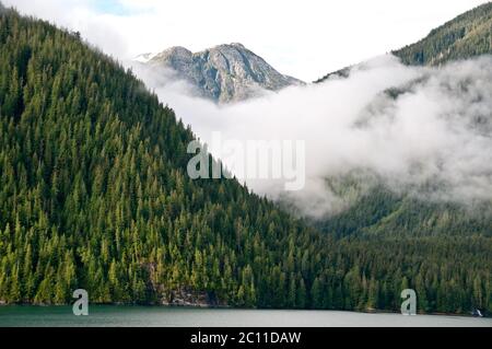 Brouillard brumeux dans une épaisse forêt tropicale de montagne ancienne sur l'île King, dans la forêt tropicale du Grand Ours, sur la côte centrale de la Colombie-Britannique, au Canada. Banque D'Images