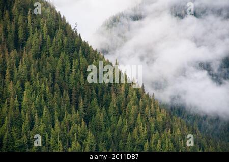 Brouillard brumeux dans une épaisse forêt tropicale de montagne ancienne sur l'île King, dans la forêt tropicale du Grand Ours, sur la côte centrale de la Colombie-Britannique, au Canada. Banque D'Images