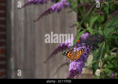 Buddleia ou buisson de papillon avec la dame américaine papillon pollinisant des fleurs violettes Banque D'Images