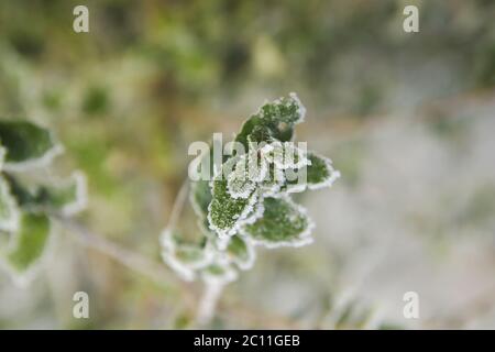 Matin gel sur les plantes Banque D'Images