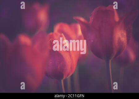 Magnifiques tulipes rouges dans la lumière du coucher du soleil. Photo avec style filtre vintage. Banque D'Images