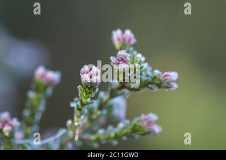 Heath fleurs avec rosée dépolie Banque D'Images